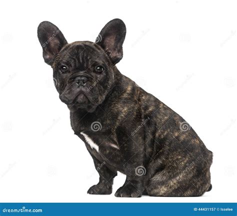 French Bulldog Puppy 3 Months Old Stock Image Image Of Vertebrate