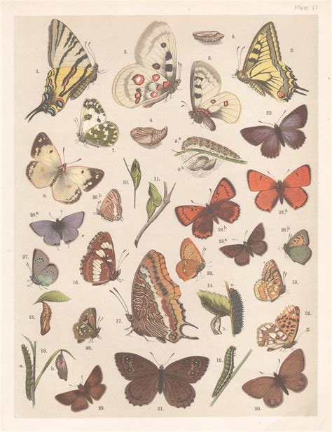 Unknown Butterflies English Antique Natural History Lepidoptera