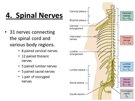 31 Pairs Of Spinal Nerves Spinal Nerve Nerve Spinal
