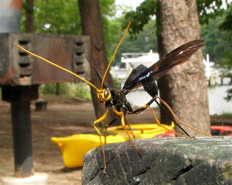 90 Amazing Do Ichneumon Wasps Sting Insectpedia