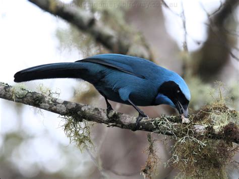 Turquoise Jay Photo Image 2 Of 2 By Ian Montgomery At Au