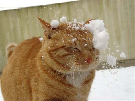 Snow Is Nice Funny Cat Pictures