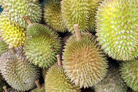 Daerah Penghasil Durian Terbesar Di Sumatera Utara Alias Sumut Ternyata