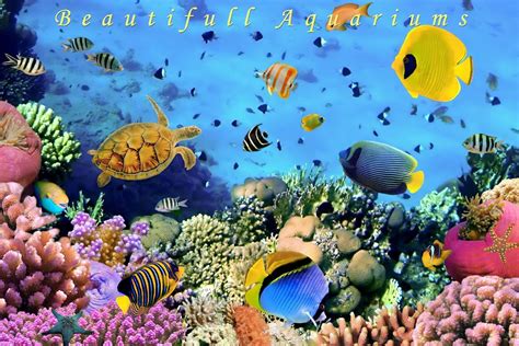 Live Aquarium Wallpaper With Sound Wallpapersafari