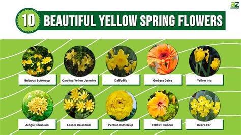 Discover 10 Beautiful Yellow Spring Flowers A Z Animals
