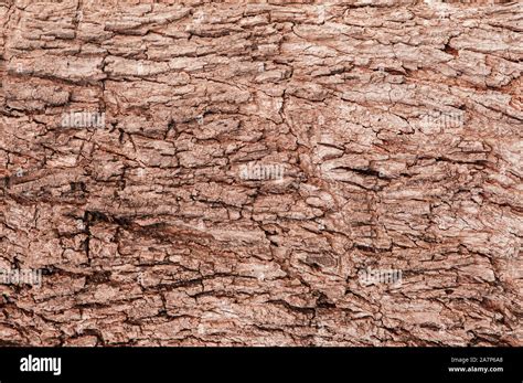Old Grungy Wood Bark Tree Trunk Background Natural Wood Grain Texture