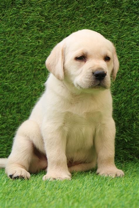 Best Labrador Puppies In India