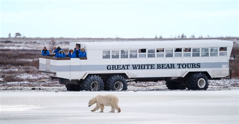 Polar Bear Tour Videos Natural Habitat Adventures