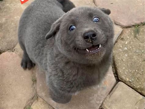 Cats have excellent hearing and will come running if they hear a familiar, happy sound, especially if they are hungry. A puppy went viral after people pointed out that he looks ...