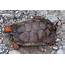 Wood Turtle – Vermont Reptile And Amphibian Atlas