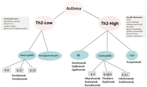 Asthma Phenotypes And Current Biological Treatments Intechopen