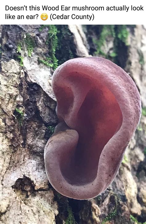 Pin By Julie Fenn On Fungi Fotos In 2020 Stuffed Mushrooms Unusual