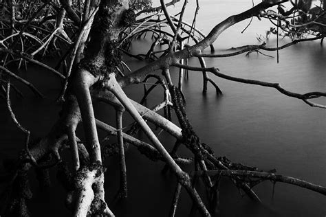 Mangrove Roots Photograph By Marcus Adkins Fine Art America
