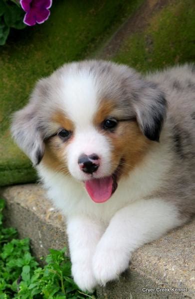 Parents are out of a long live of national and international champions. Aussie Shepherd Puppies Goldenacresdogs Com | Dog Breeds ...