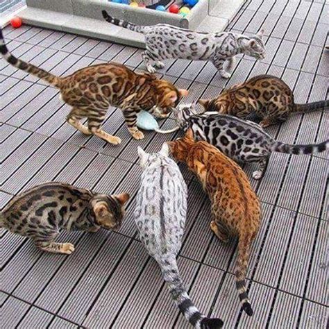 They used hashtags such as #cat, #cats (both included in our lists). Bengal family #bengal #bengals #bengalcat #bengalcats # ...