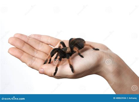 Big Spider On Hand Stock Photo Image Of Brown Horror 48863556