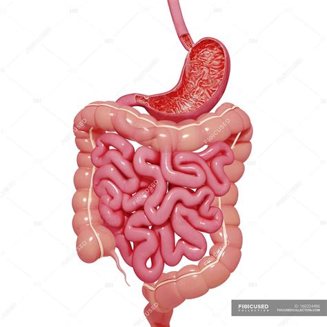 Digestive System Organs Real