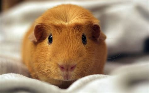 Cute Hamster Wallpaper ·① Wallpapertag