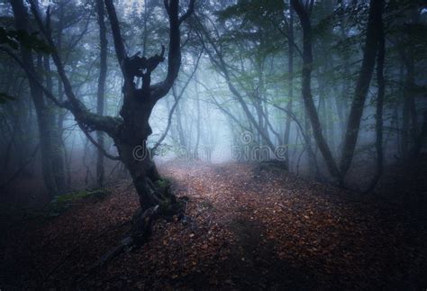Mystical Autumn Foggy Forest In The Morning Old Trees Stock Image
