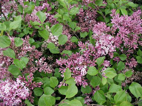 Buy Dwarf Korean Lilac 4 Pot Syringa Meyeri Palibin Online At