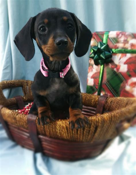 Our dachshund puppies are sold and shipped to all 50 states. Dachshund Puppies For Sale | Deltona, FL #317425 | Petzlover