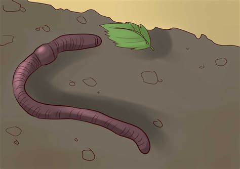 How To Feed Worm Farm Worms 3 Steps With Pictures Wikihow