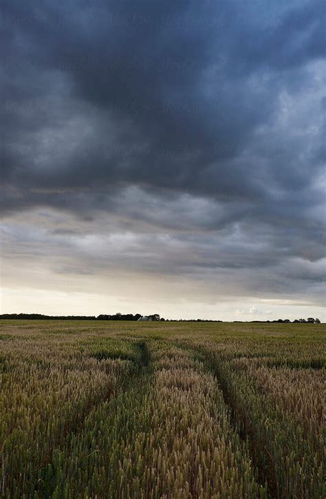 Storm Clouds Over A Field Of Wheat At Sunset Norfolk Uk By Stocksy