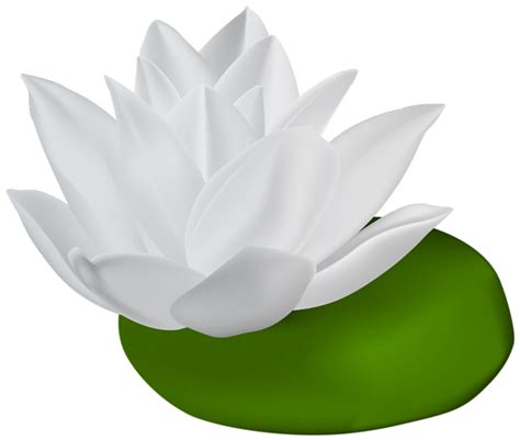 White Water Lily Transparent Png Clip Art Image Clip Art Art Images