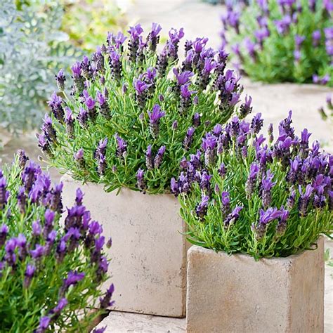 Buy Lavender Stoechas Plants At Best Sale Prices In Ireland