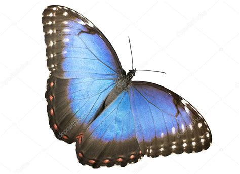 Blue Morpho Butterfly — Stock Photo © Milous 2380466