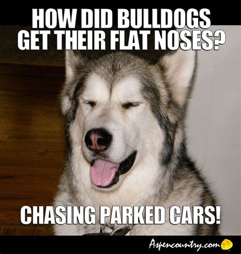 Easygoing Dog Jokes And Riddles Make Your Dog Laugh Pg 19 Funny