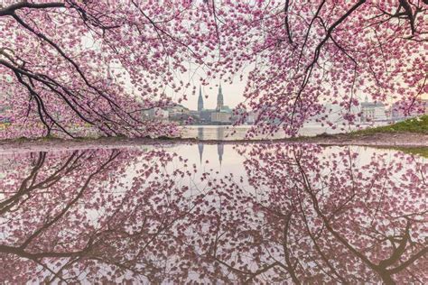 Cherry Blossoms In Germany