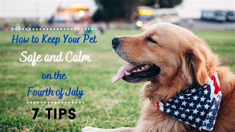7 Tips To Keep Your Pet Safe And Calm During 4th Of July Fireworks
