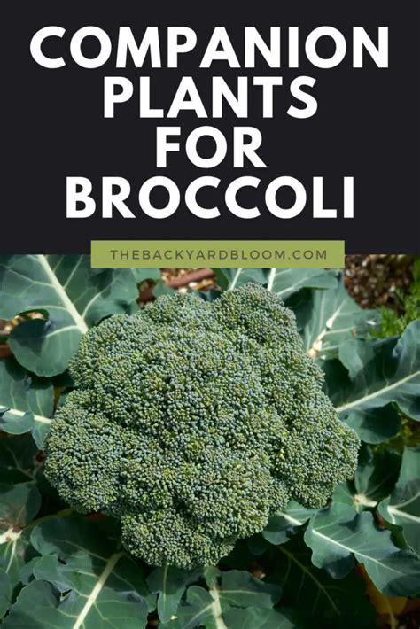 Companion Plants For Broccoli The Backyard Bloom