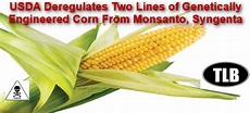 USDA Deregulates Two Lines of Genetically Engineered Corn From Monsanto ...