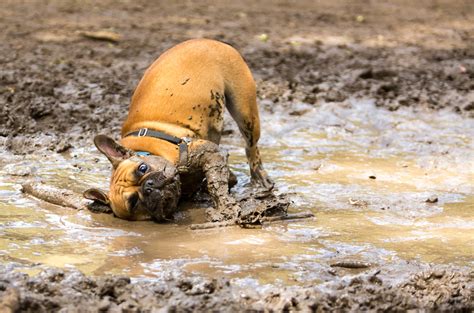French Bulldog Having Fun Mud Puddle Brain Training For Dogs Muddy