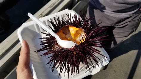 I Ate Fresh Sea Urchin Food