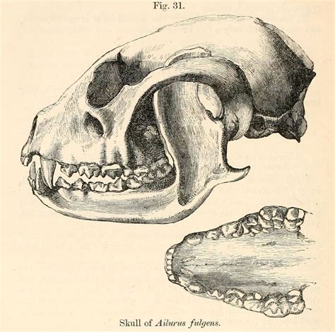 The Skull Of A Red Panda Ailurus Fulgens 1869 Red Panda