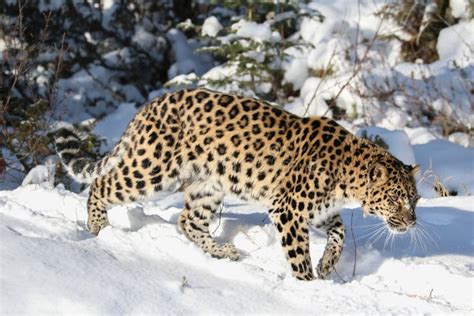 Amur Leopard In The Snow Stock Image Image Of Beast 105273775