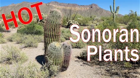The landscape plants section of the amwua.org website is the online edition of the amwua publication landscape plants for the arizona desert. Sonoran Desert Plants Cactus Trees Shrubs of Arizona - YouTube