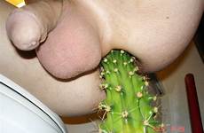 cactus anus insert thisvid rating