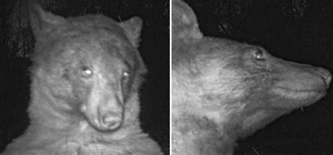 Bear Takes 400 Selfies On A Wildlife Camera