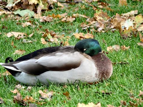 Sleeping Duck Grid Wv6153 Geograph Channel Islands Photograph
