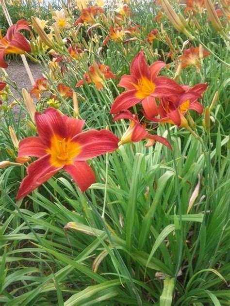 Daylilies The Perfect Perennials Hubpages
