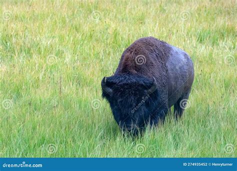 American Bison Buffalo Bull Walking In Green Meadow In Yellowstone