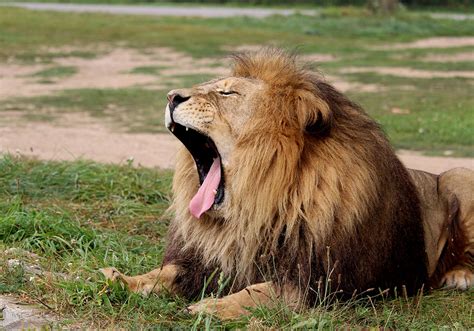 Game Reserves African Lion Safari Cambridge Ontario