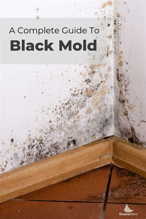 What Does Black Mold Look Like What Does