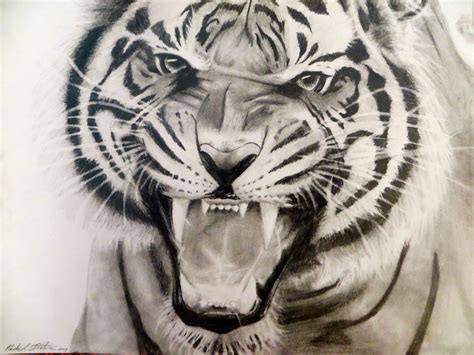 9x12 Tiger Roar Drawing In Pencil Shark Painting Drawings Hipster
