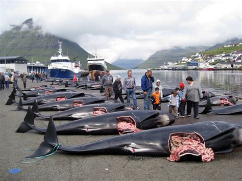 Whale Murder In The Faroe Islands 100 Pilot Whales Slain For