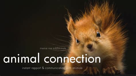 Animal Connection Instant Animal Rapport And Communication Subliminal